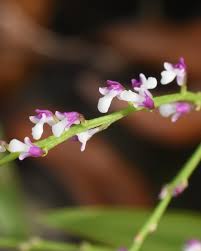 Image result for Pentas micrantha
