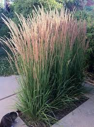 Karl Forester Reed Grass Long Lasting Blooms Great Corner Accent Plant For A Different Textur Accent Bloom In 2020 Garten Landschaftsbau Garten Bepflanzen Ziergras