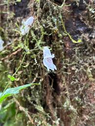 Image result for Isoglossa vulcanicola