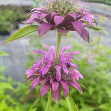 Image result for Monarda didyma