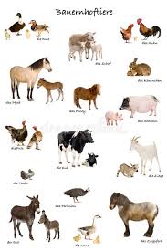 Educational Poster With Farm Animal In German Affiliate Poster Educational Farm German Animal Ad Farm Animals Farm Animals Preschool Animals