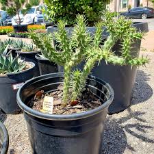 Image result for Opuntia imbricata