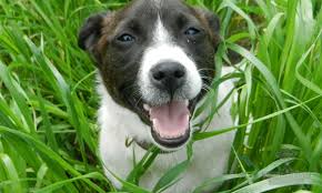 Ask your vet about your dog's food to ensure he's getting all the nutrients he needs. Why Do Dogs Eat Grass Woof Tails Lodge