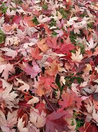 Maybe you would like to learn more about one of these? Decizie De Pensie MilitarÄƒ ProbÄƒ A Dezastrului Provocat De Oug 57 2015 A Guvernului Tehnocrat Huhurez Com