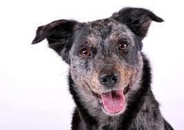 Australian Shepherd Lab Mix 5 Must Know Facts Before Buying Perfect Dog Breeds
