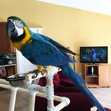 We hope you enjoy our online coloring books! Macaw For Sale Cockatoo For Sale African Grey For Sale