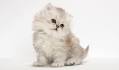Pre-Loved Persian Kittens For Sale Doll Face Persian ...
