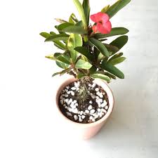 Euphorbia milii is also commonly known as crown of thorns. Succulent Euphorbia Milii Crown Of Thorns Variegated Gardening Plants On Carousell