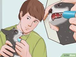 Have a wildlife expert do this. How To Clean A Cat S Teeth With Pictures Wikihow