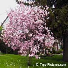 Watching the scented magnolia flowers unfurl from their bare branches in spring is a magical sight. Types Of Magnolia Tree With Pictures Facts About Flowering Magnolia Trees