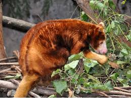 However, there are separations to avoid predators and potential prey that will. The Animals At Bronx Zoo In New York Usa