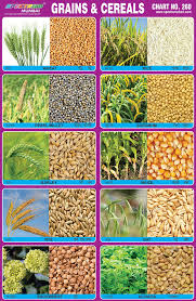 spectrum educational charts chart 260 grains cereals