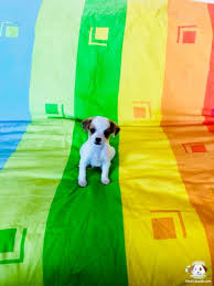 Teacup Kahve Beyaz Erkek Sivava Teacup Kahve Beyaz Erkek Sivava Kopek Kopekseverler Kopeksahiplendirme Kope Chihuahua Evcil Hayvanlar Kopek