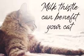 Milk thistle extract is not only capable of protecting the liver from damage, it actually regenerates new, healthy liver cells to replace the old damaged ones. Milk Thistle For Pets An Effective Natural Treatment I Liversupport Com
