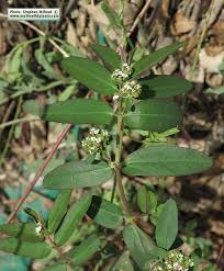 Image result for Euphorbia hypericifolia