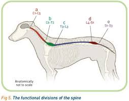Functional Divisions Of The Spine Dog Anatomy Small Pets Vets