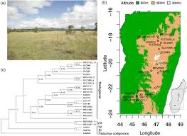 Image result for Loudetia simplex