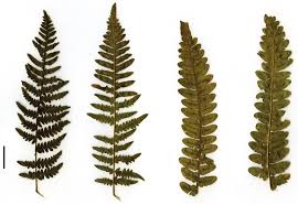 Image result for Pteridium aquilinum