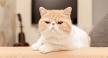 Exotic Shorthair Cat | Shorthair Cat Breeds