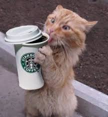 A Crappy Cup Of Coffee Cat Coffee My Coffee Coffee Humor