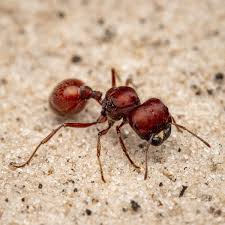 Image result for Pogonospermum subsessile