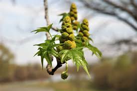 They were formerly often treated in hamamelidaceae. American Sweet Gum Tree An Attractive Plant With Spiky Fruits Owlcation