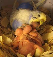 16 Are You Ready To Breed Your Budgies Cute Little Birdies Aviary
