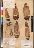 Image result for Ensete gilletii