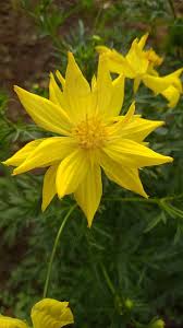 And there's always space for one more plant! Flower This Is Very Beautiful Flowers In The Nature Grand Nice To Flower Very Beautiful By Nageshwar Nimmaka Photo Stock Snapwire