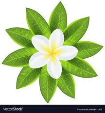 Resultado De Imagen De Tropical Flowers Png Tropical Flowers Plumeria Flowers Flower Clipart