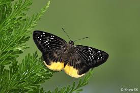 Image result for Trichoneura