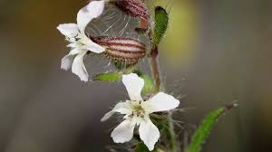 Image result for Silene gallica