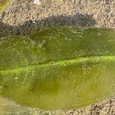 Image result for Halophila ovalis