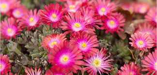 Often used as a groundcover in arid or coastal environments, these trailing plants good drainage is the most important growing requirement for ice plants, as they do not like soggy roots. Ice Plant Costa Farms