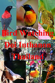Bird Watching Doi Inthanon National Park Thailand