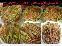 Check spelling or type a new query. Ø£Ù„Ø§Ø³Ø¯ÙŠ Ù„Ø§Ø¬ÙˆØ¯ Ø§Ù†ÙˆØ§Ø¹ Ø§Ù„Ù‚Ø§Øª Ø§Ù„Ø§Ø±Ø­Ø¨ÙŠ Photos Facebook