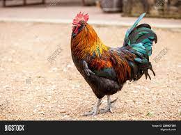 We did not find results for: Beautiful Rooster Red Image Photo Free Trial Bigstock