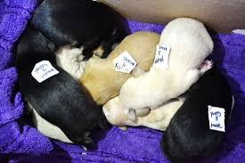 Fosters Become Moms To Newborn Orphan Puppies Helen Woodward Animal Center