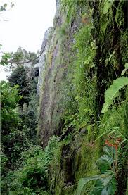 Image result for Streptocarpus myoporoides