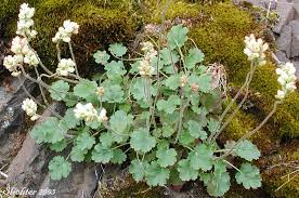 Image result for Cyathula cylindrica