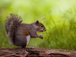 We did not find results for: How To Get Rid Of Squirrels