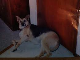 A smarter option than buying a puppy from a pet store: Pets4luv Foundation Dog Cat Rescue Adoption Long Island
