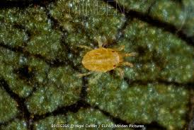 Image result for Tetranychidae grapevine