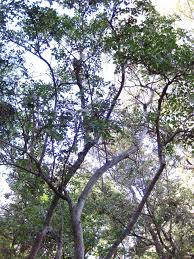 Image result for Schrebera trichoclada