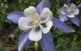 How To Grow Columbine Flower Gardening Channel