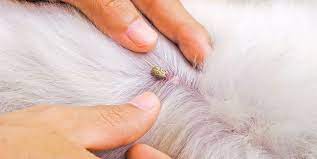They become larger and grayish in color as they engorge from feeding on a dog's blood. How To Remove A Tick From A Dog What Ticks Look Like On A Dog