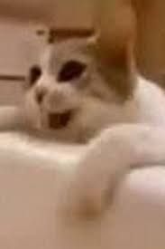 cat tries saving his owner from drowning in the bathtub but just listen sweetest kitty ever fluffy kittens animals cats