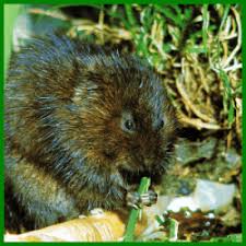 Wuhlmaus Schermaus Oder Erdratten Kleiner Nager Grosser Schaden
