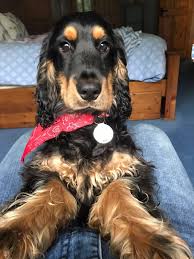 Oh Hallo Daar Beautiful Dogs Spaniel Breeds Dog Obsessed