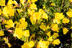 Image result for Otiophora